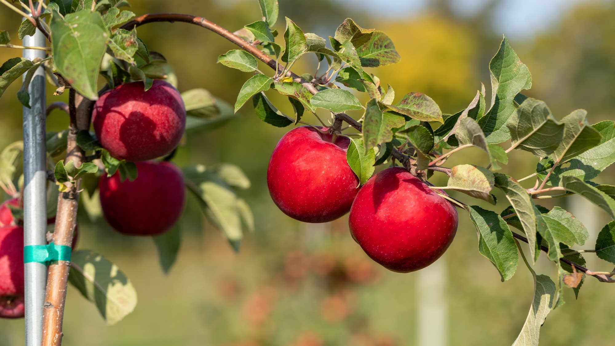 Kudos from U New Minnesota apple variety is cross between Honeycrisp