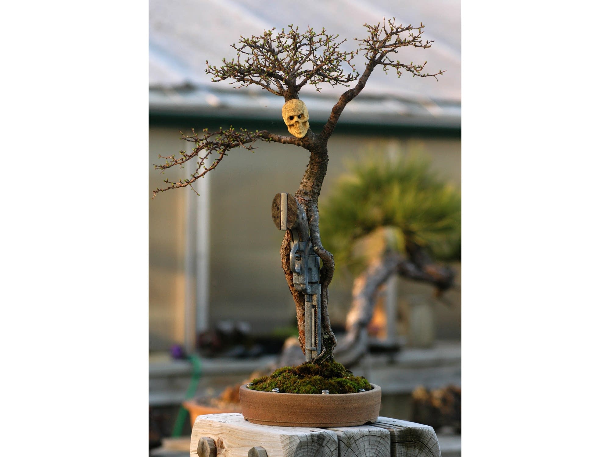 Crust calls this American larch the 'George Bush Tribute Tree.'