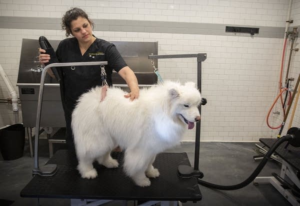 A woman dries a dog who is standing on a lift. 