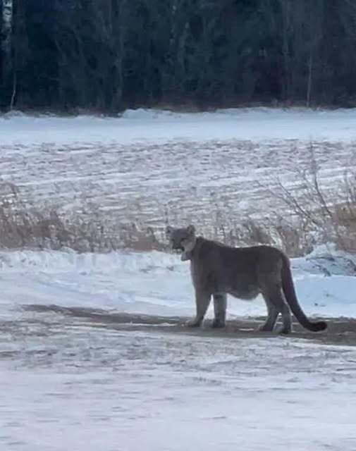 Big cat on the prowl: Mountain lion spotted in Duluth