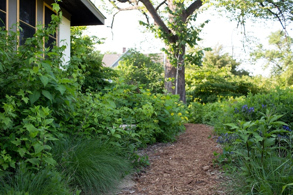 The natural Transforming a yard from nasty to native MPR News