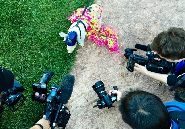 Mascot Pablo Pigasso got some attention.