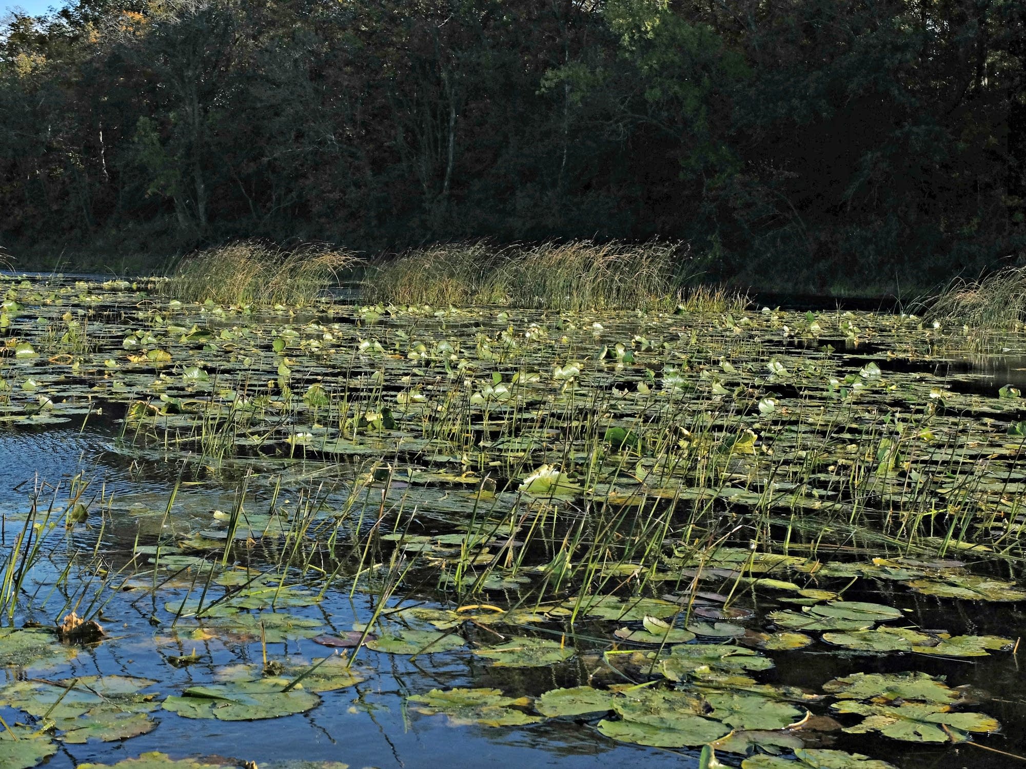 Flowering rush grows among native lilies.