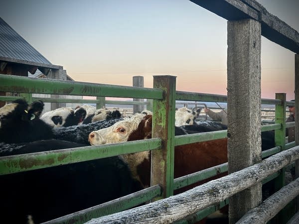 Cattle bunch up in a corral with frost on their backs.