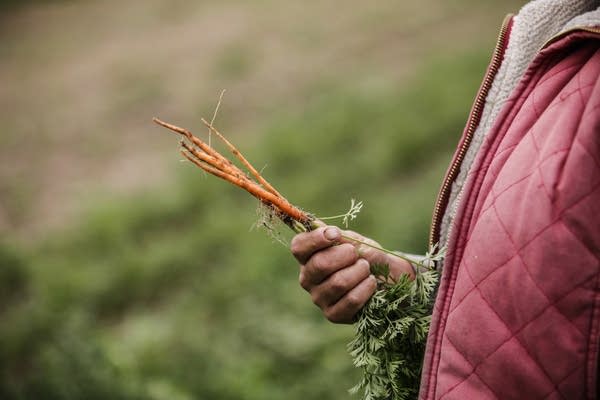 Sarah Woutat holds carrots she grows at Uproot Farm in Princeton, Minn.