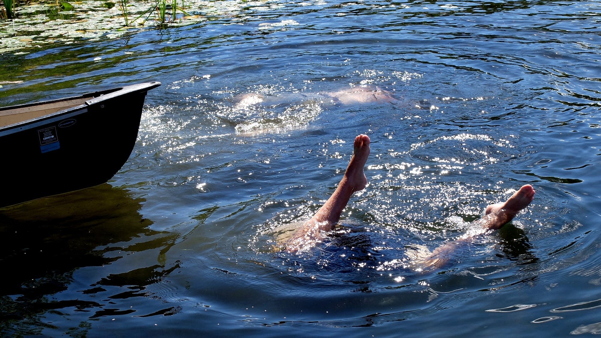 Diving for invasive flowering rush on Spider Lake in Itasca County