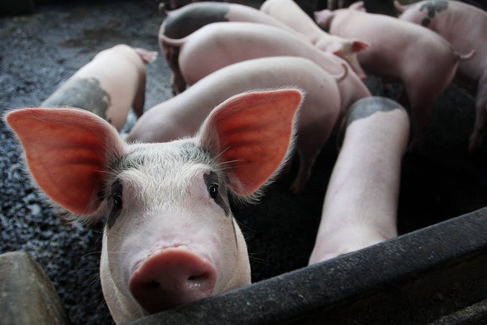 Swine flu threat reaches Indonesia