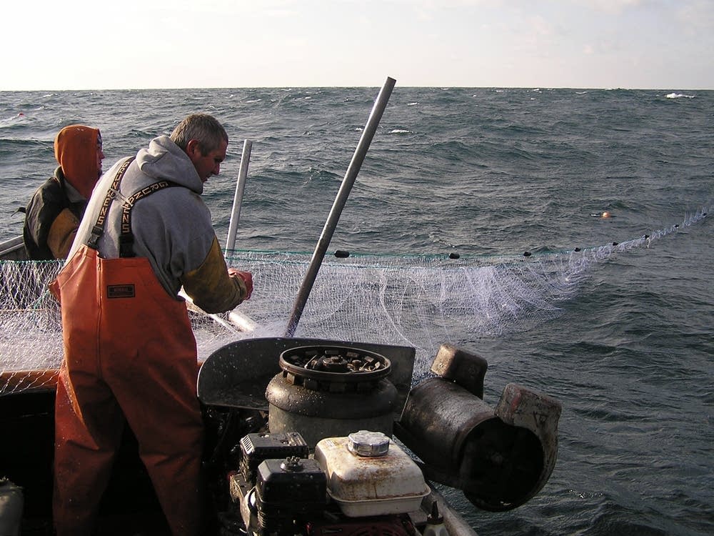 Photos Herring eggs are 'Lake Superior Gold' for Grand Marais fishery