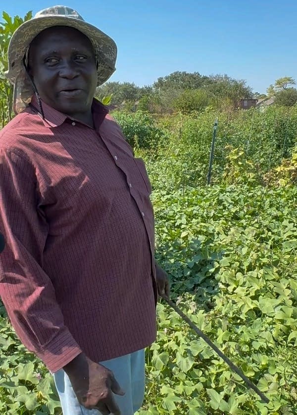 Alimasi, a dark-skinned man in a purple shirt and gray sunhat, stands in a grassy field