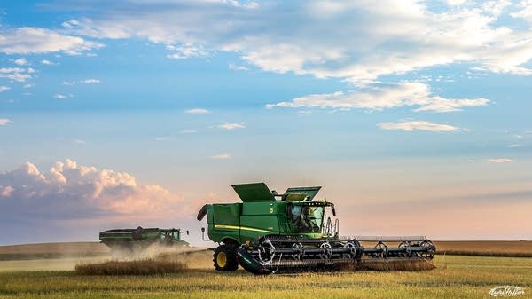 A green combine at work in a field