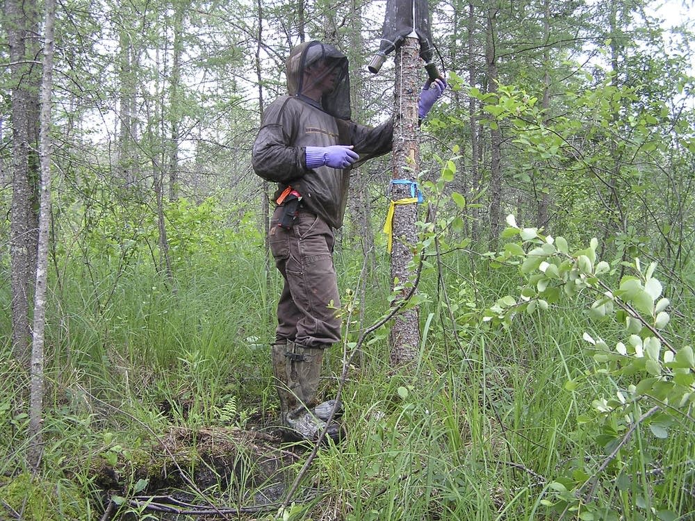 Beetle trap