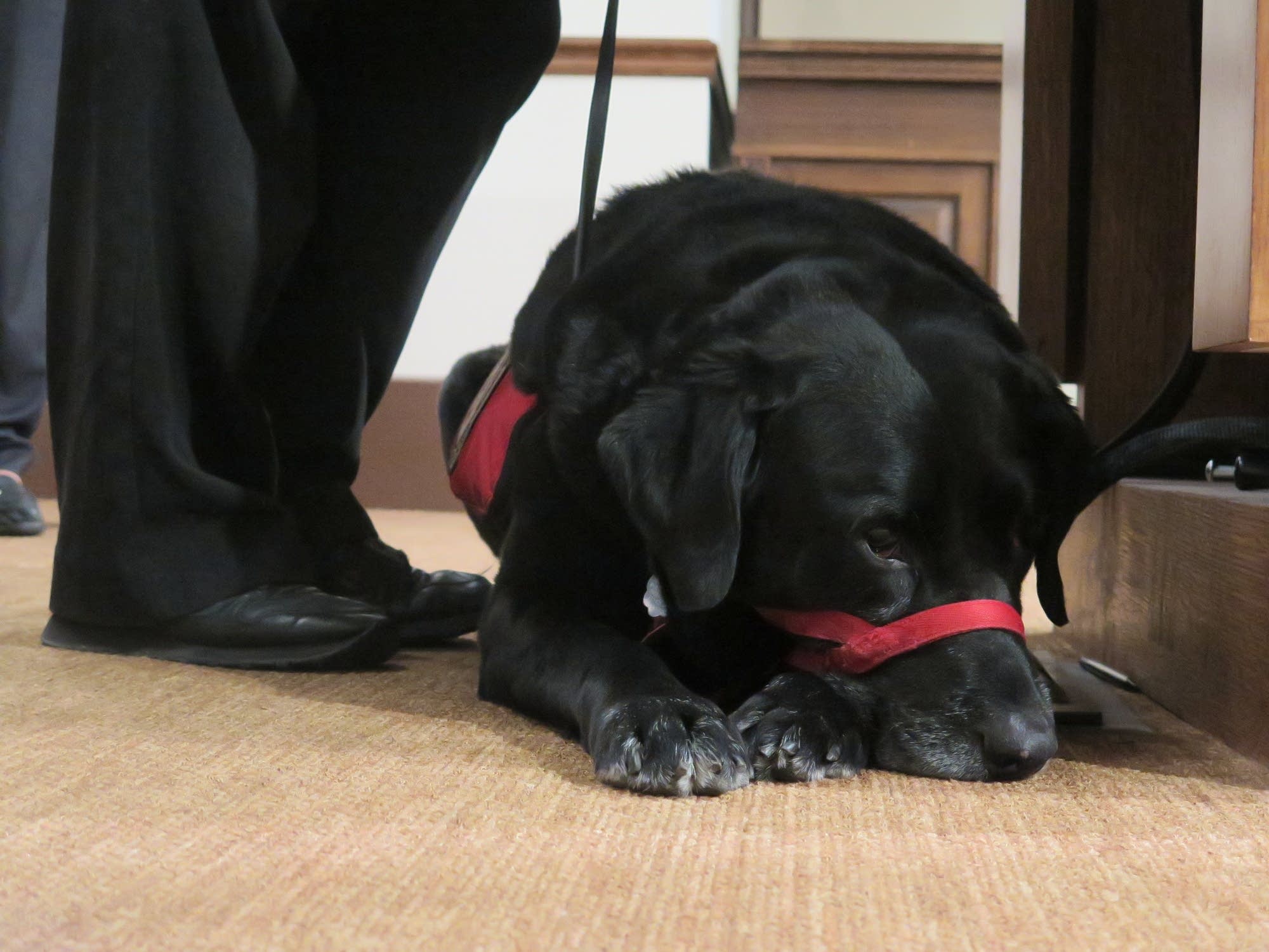 Brody, a black Labrador trained as a service dog.