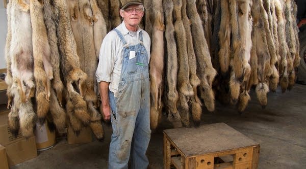 Fur buyer Doren Miller stands in front of about 300 coyote furs in his Clarksville, Missouri workshop. Originally a hog farmer, Miller’s bought and sold furs for 25 years.