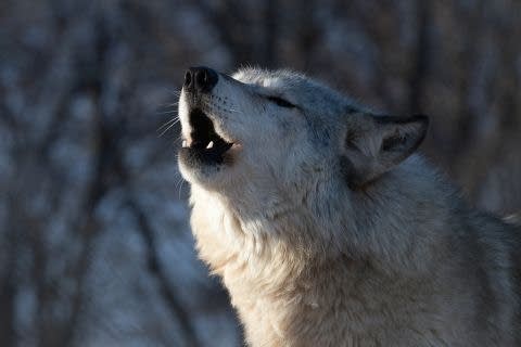 A picture of a wolf