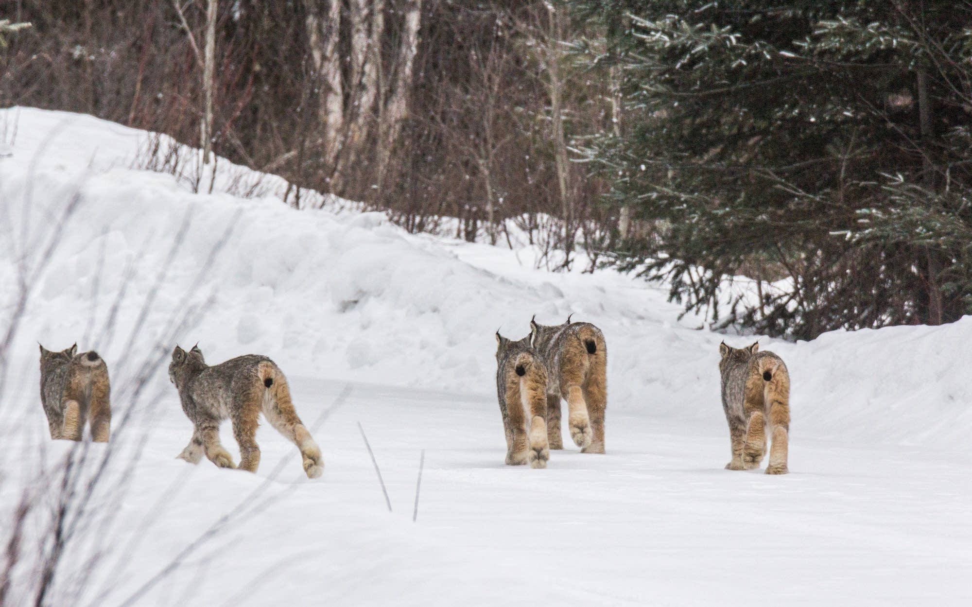 Five Canada lynx walk down a road near Tofte on Saturday morning.