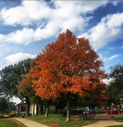 Fall Colors