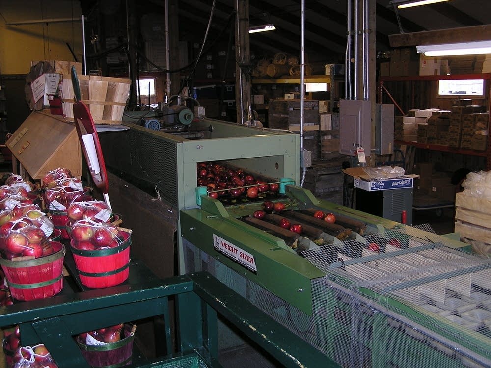 Apple sorting