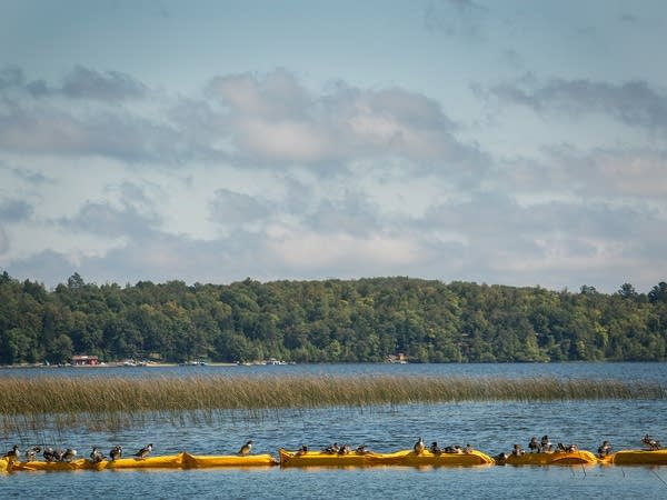 Ducks take advantage of a floating barrier.