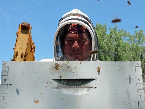 a man looks into a bee hive