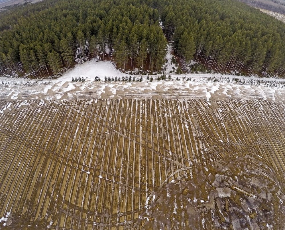 Field in Sobeka, Minn.