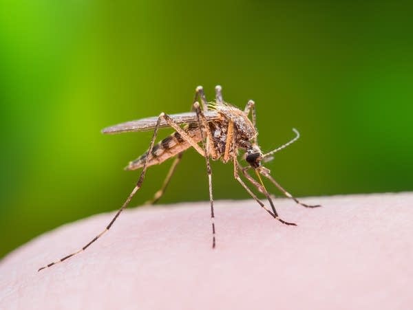 Summer of rain paving the way for a mosquito boom, but not until next summer