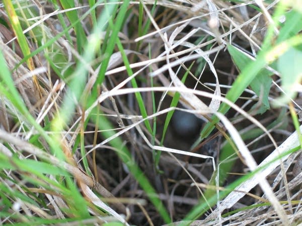 Savannah sparrow's nest