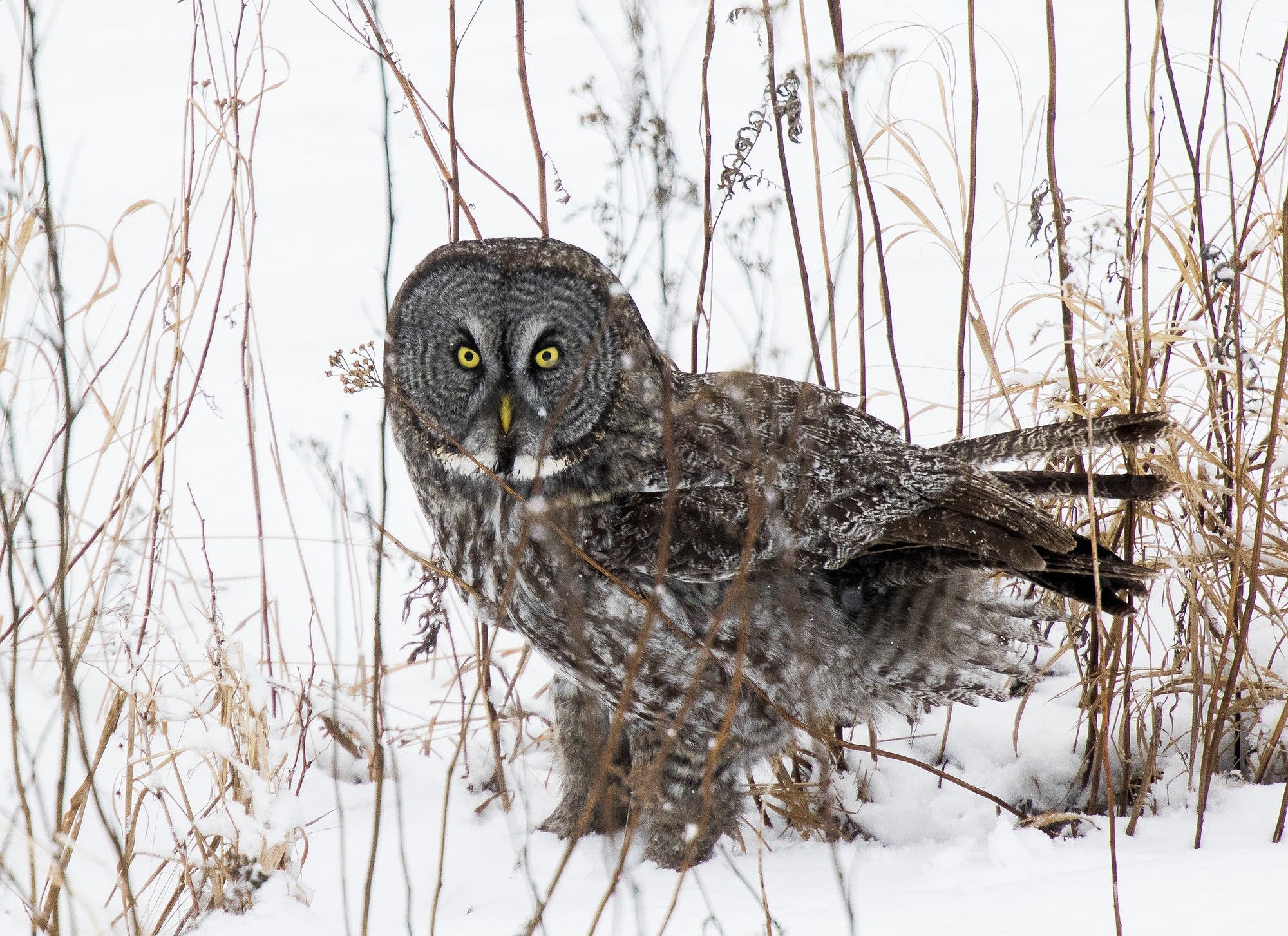 A great gray looks up after plunging into the snow.