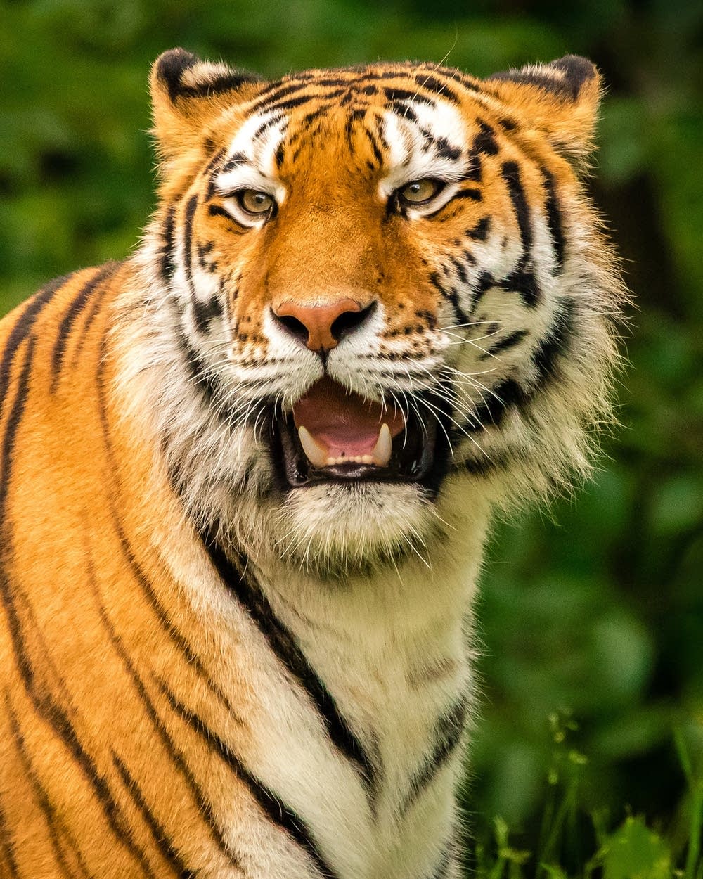 その他 MOLLY 16th The Vigorous Tiger Green ver 🆕💗🆕POP MART 新商品🆕🐻🆕 本日19時より発売します✨ 【🔥限定品