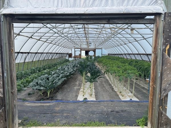 Tunnel farming helps South Dakota farmers extend growing season by up to 4 months