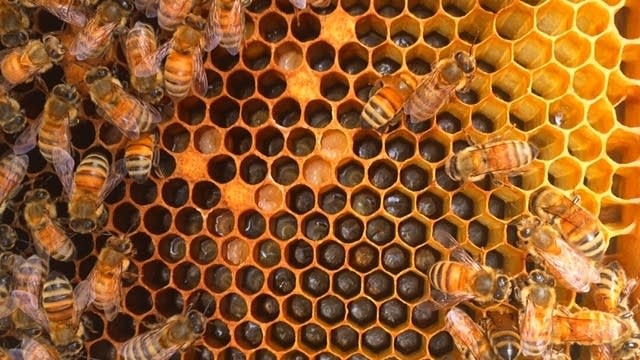 Bees Shp Minnesota bees inspire new classical work, film 'Bee-Sharp Honeybee'