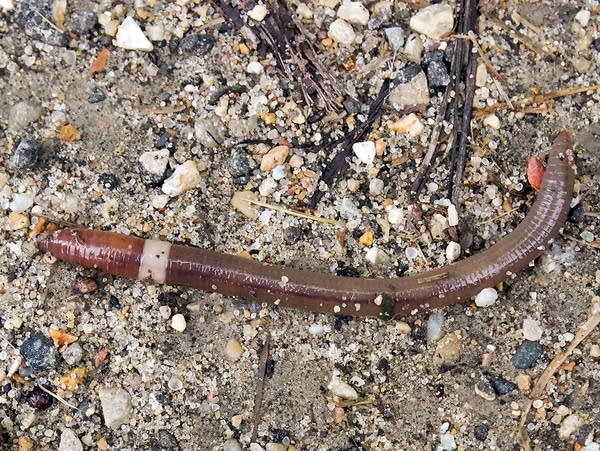A view of a worm above the ground.