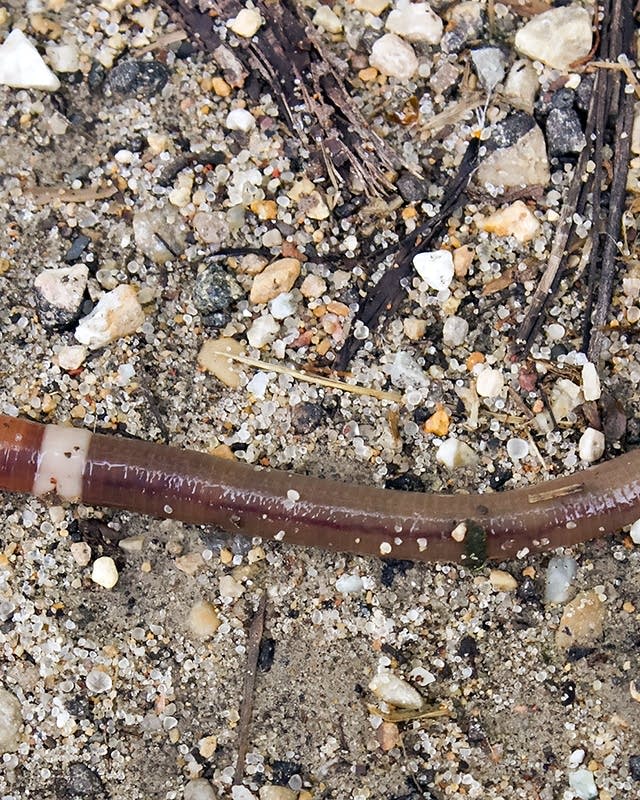 Invasive Jumping Worm Leaps Into Minnesota Mpr News