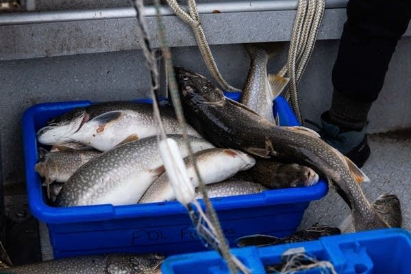 Lake Superior tribal lake trout netting