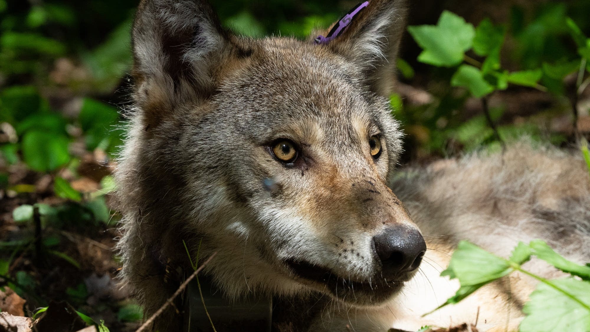 Northern Minnesota researchers find that wolves are accomplished anglers - Vimarsana News