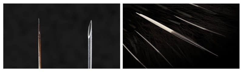A North American porcupine's quill tip and a narrow, 18-gauge needle.