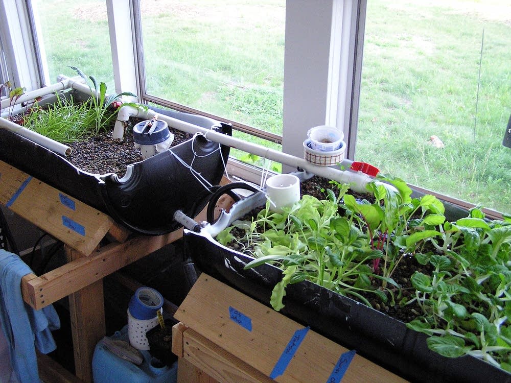 Swanberg's plant growing bed