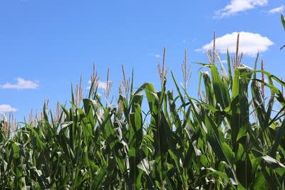 Minnesota’s crop yields could be ‘as good or even better’ than last year’s despite drought