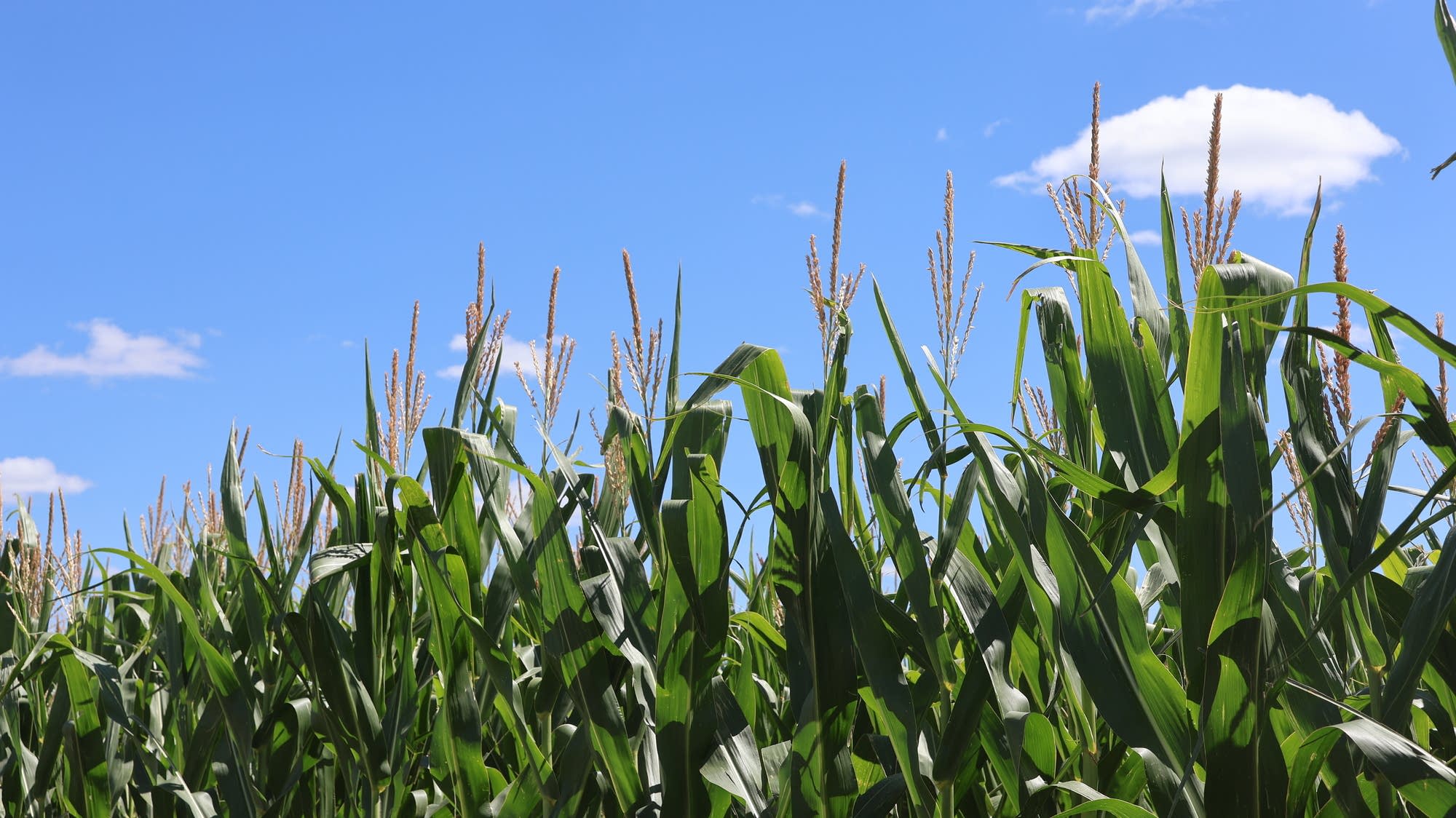 Minnesota crops remain strong despite drought