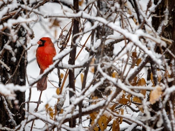 Periods of light snow Saturday; colder Sunday and through the coming week