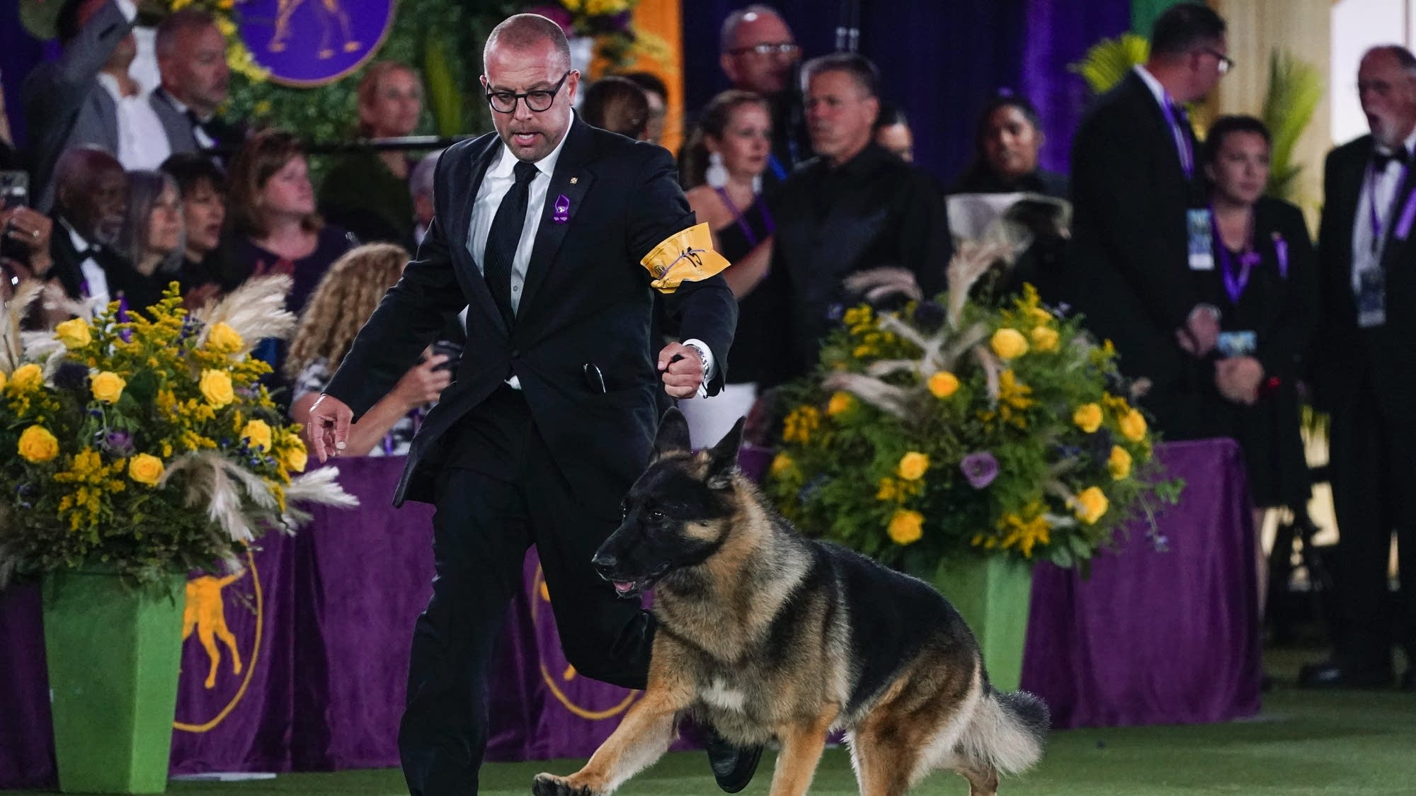 Dog Show 101 What's what at the Westminster Kennel Club MPR News
