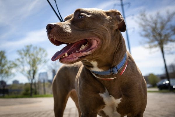 A close up of a panting dog 