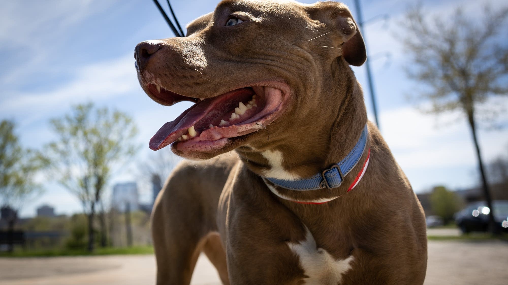 8 tips for keeping pets safe in Minnesota summer heat