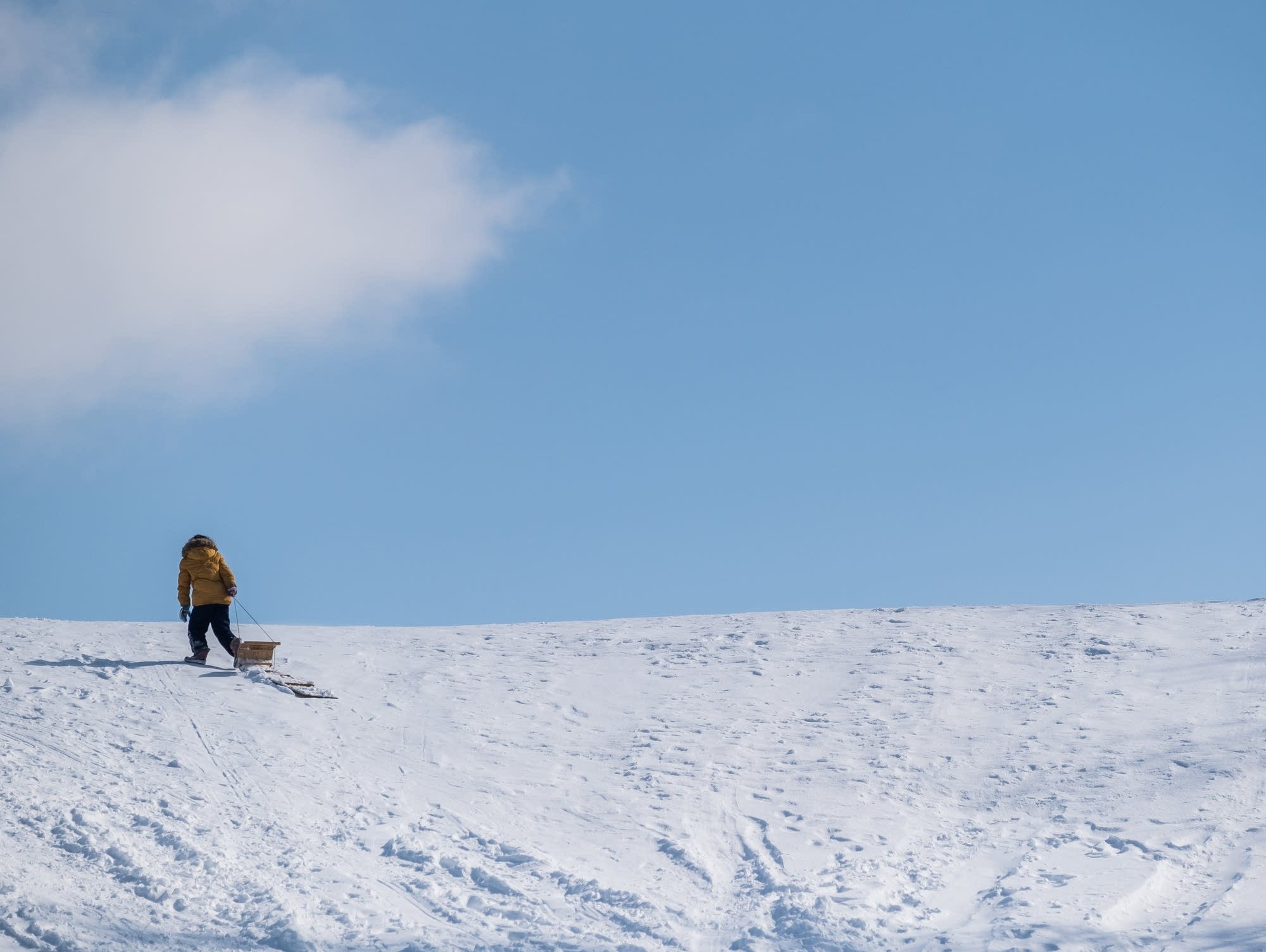 A child pulls a toboggan up the hill at Town and Country Club in St. Paul