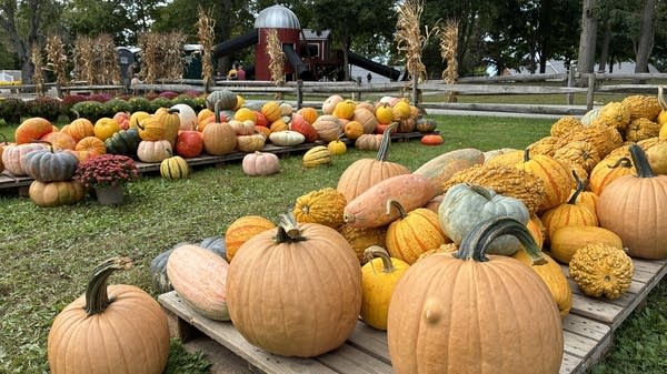 Patterson Fruit Farm doesn't just sell fruit anymore. It also has a market that's filled with pumpkins and mums in the fall, and play areas for kids.