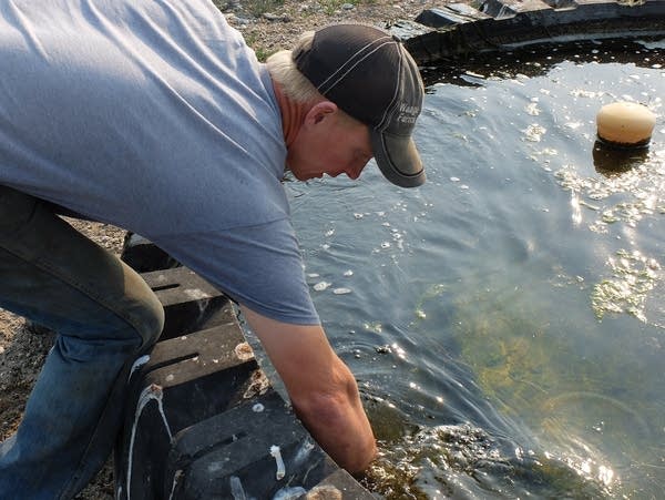 a man reaches into a tank of water