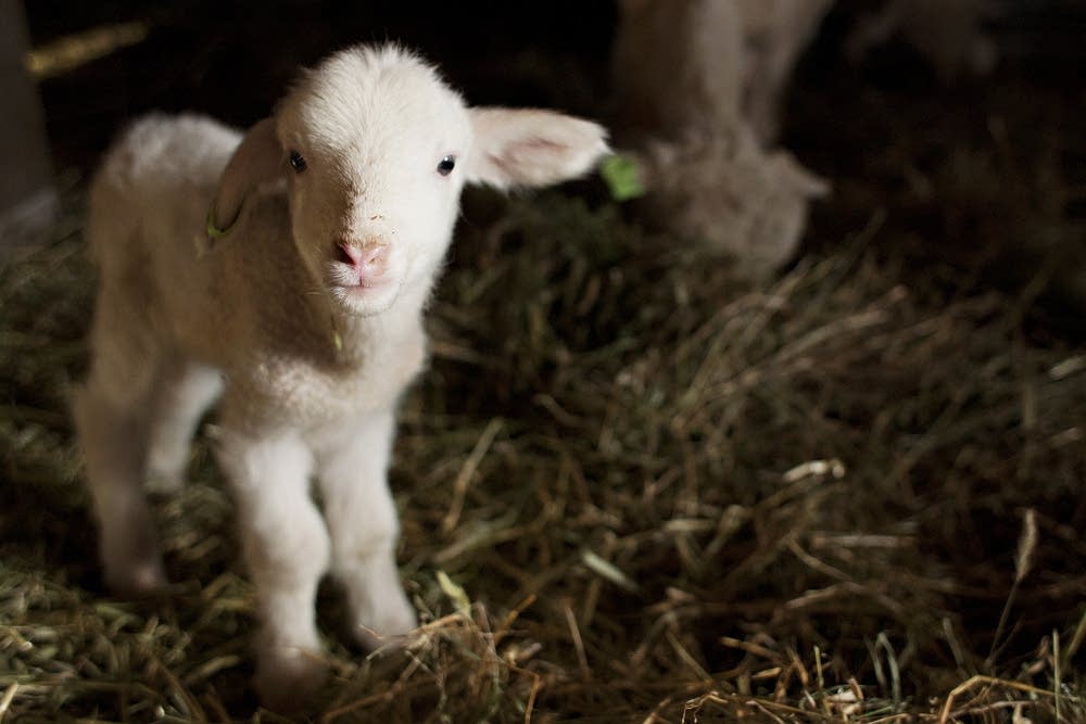 A new lamb at Northcroft Farm