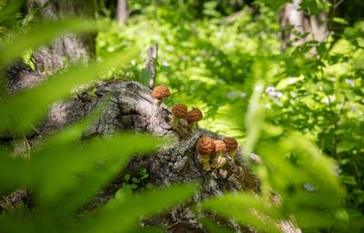 Small fungi made from cloth sit on a tree.