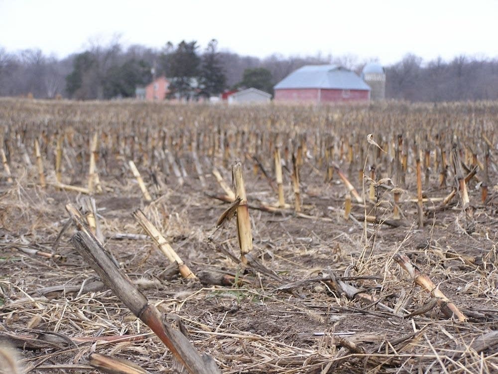 A dry field in winter