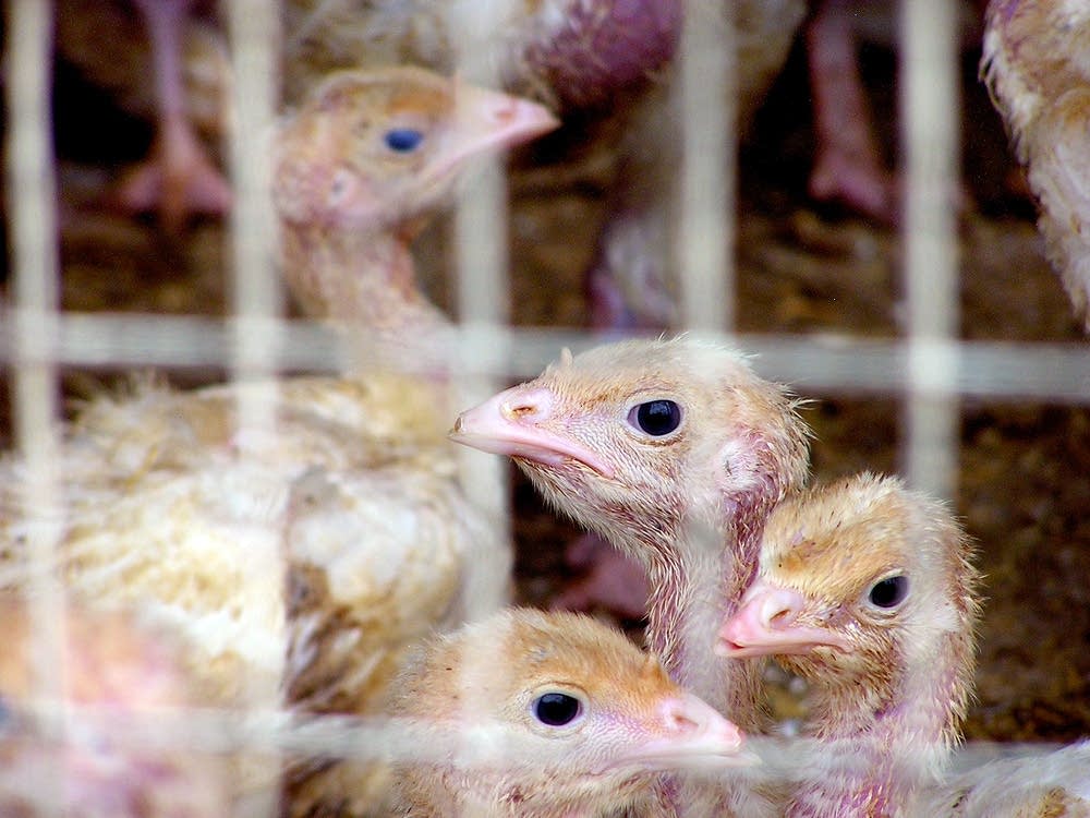 Turkey farm