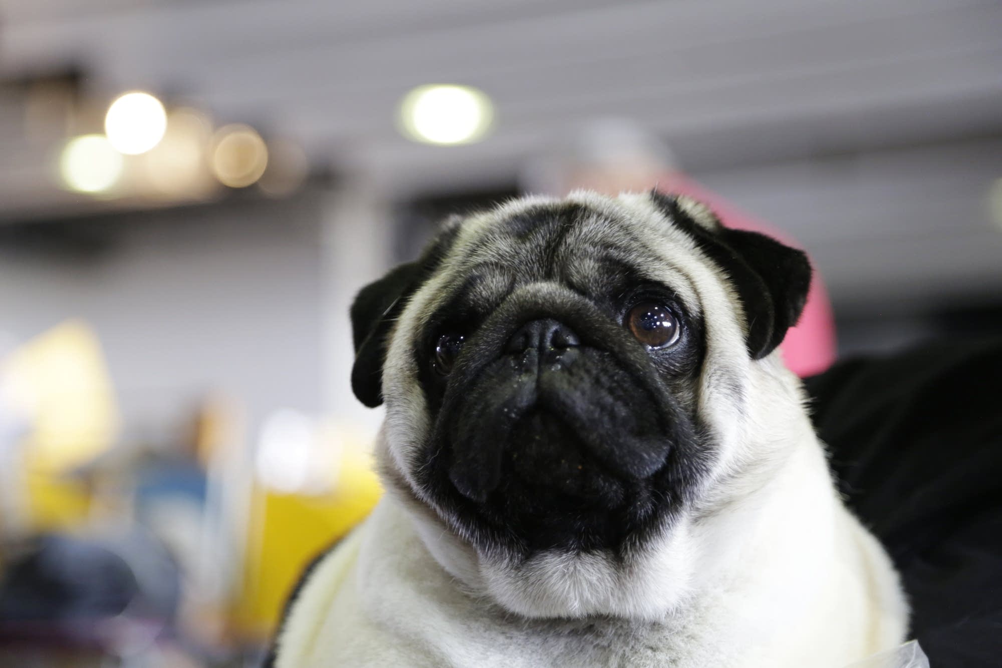 Westminster Dog Show